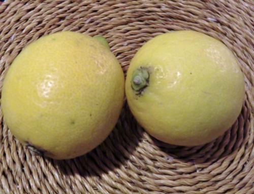 Tee Ingwer Zitrone – Rezept für kalte Tage und beim Fasten